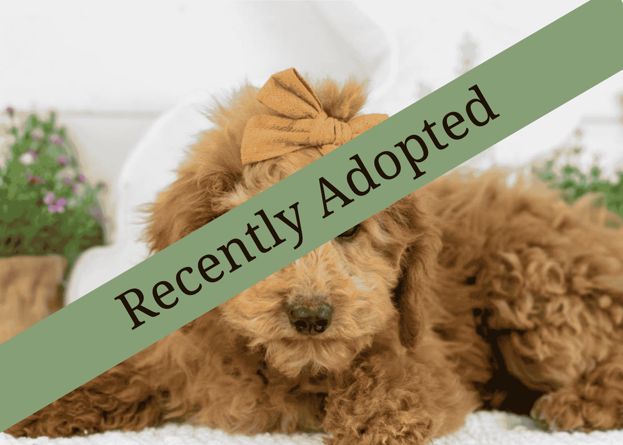 goldendoodle for sale