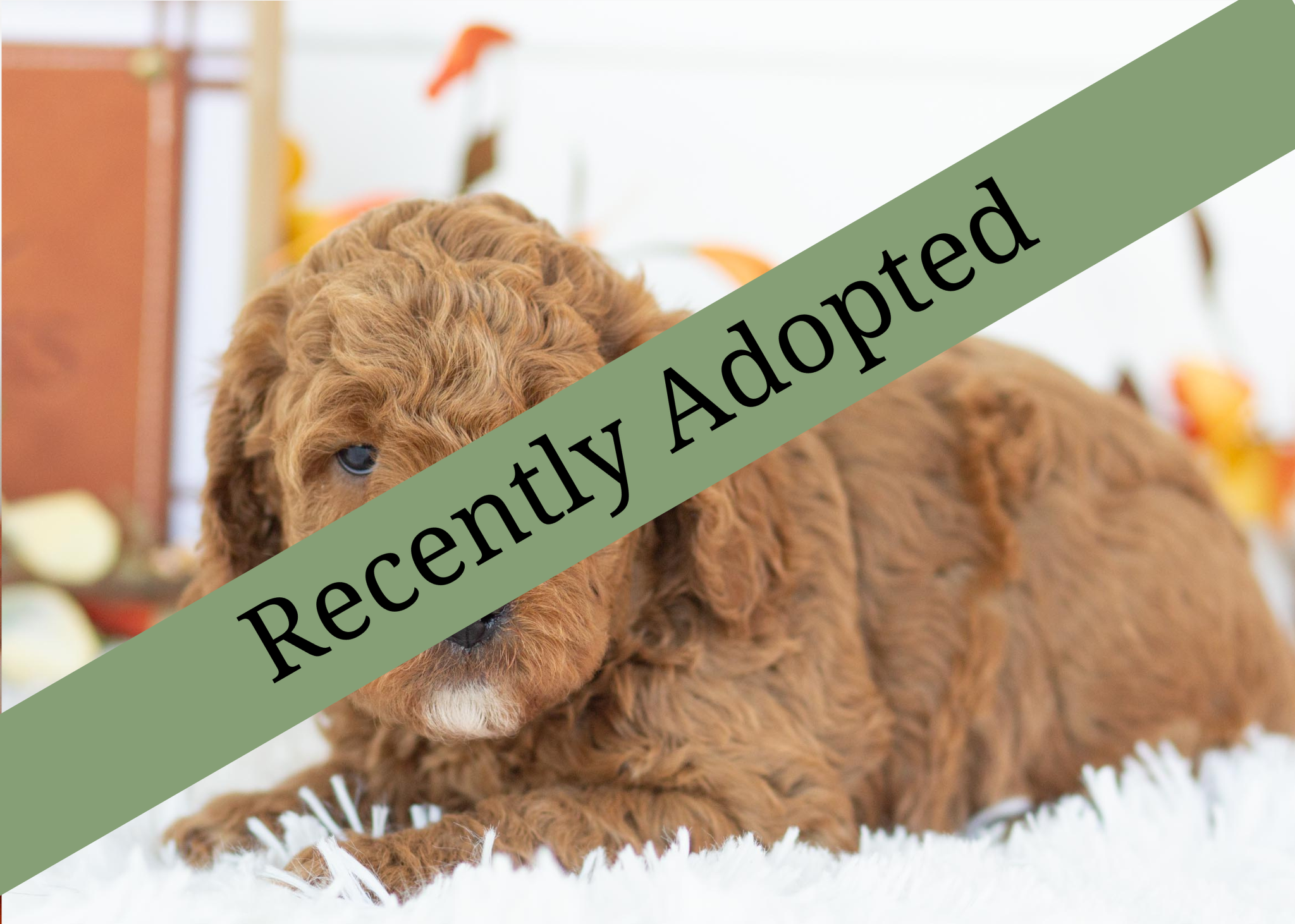 goldendoodle for sale