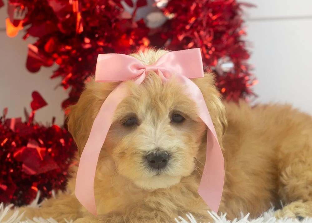 Magnolia goldendoodle for sale(2).jpg