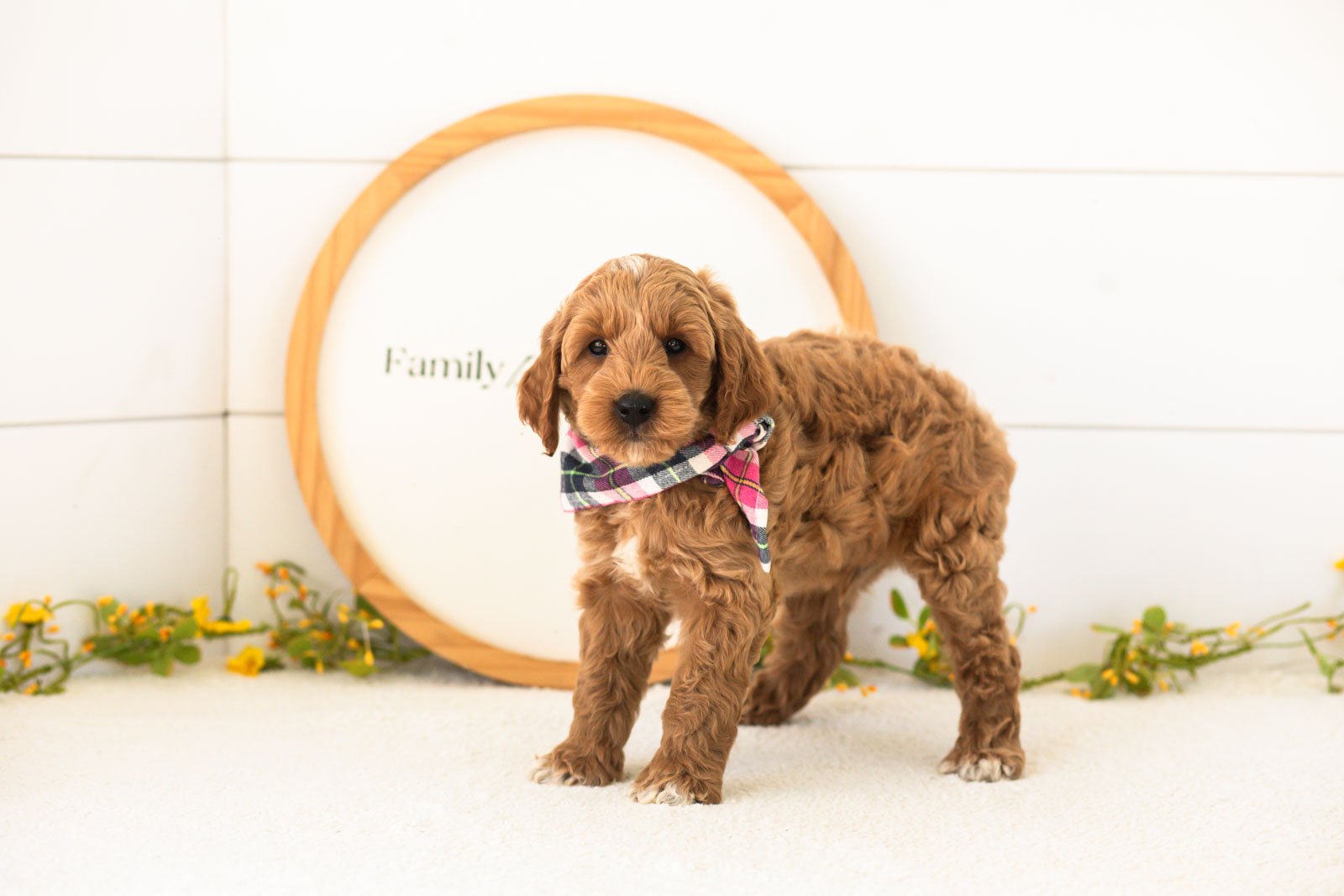 Mason goldendoodle for sale(1).jpg