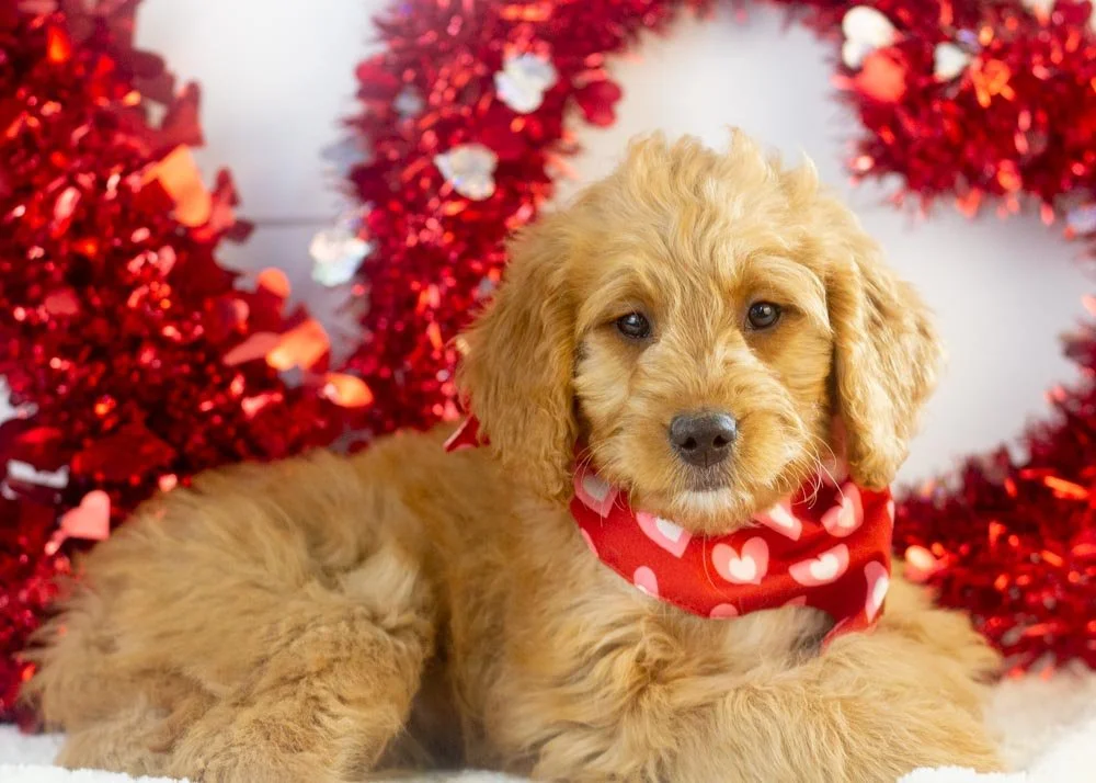 Peanut goldendoodle for sale(3).jpg