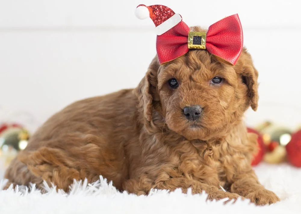 Ava goldendoodle for sale(2).jpg