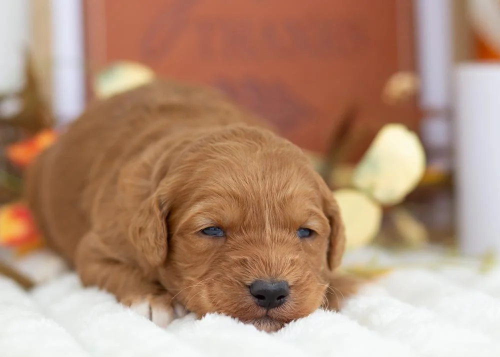 goldendoodle for sale