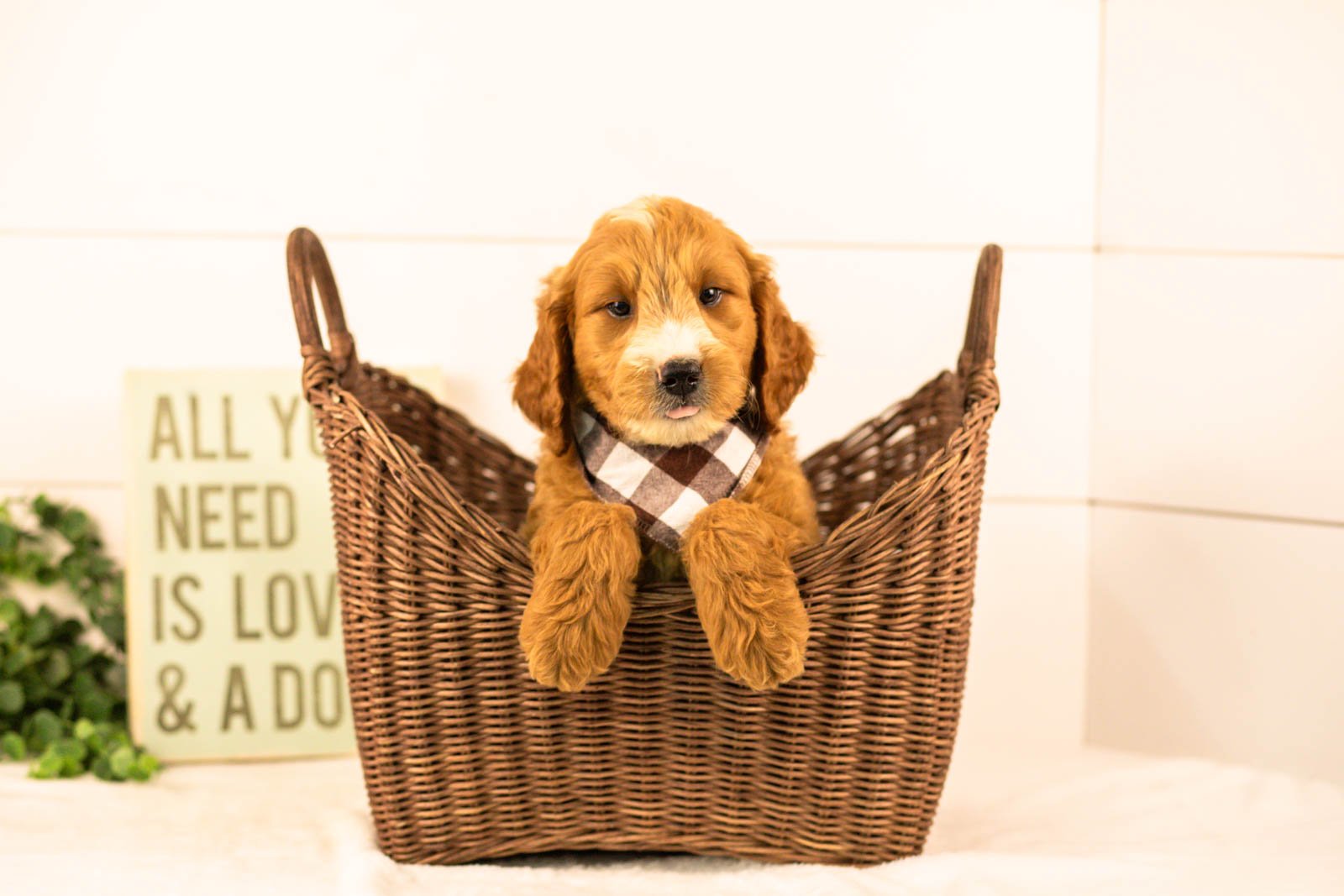 maze goldendoodle for sale.jpg