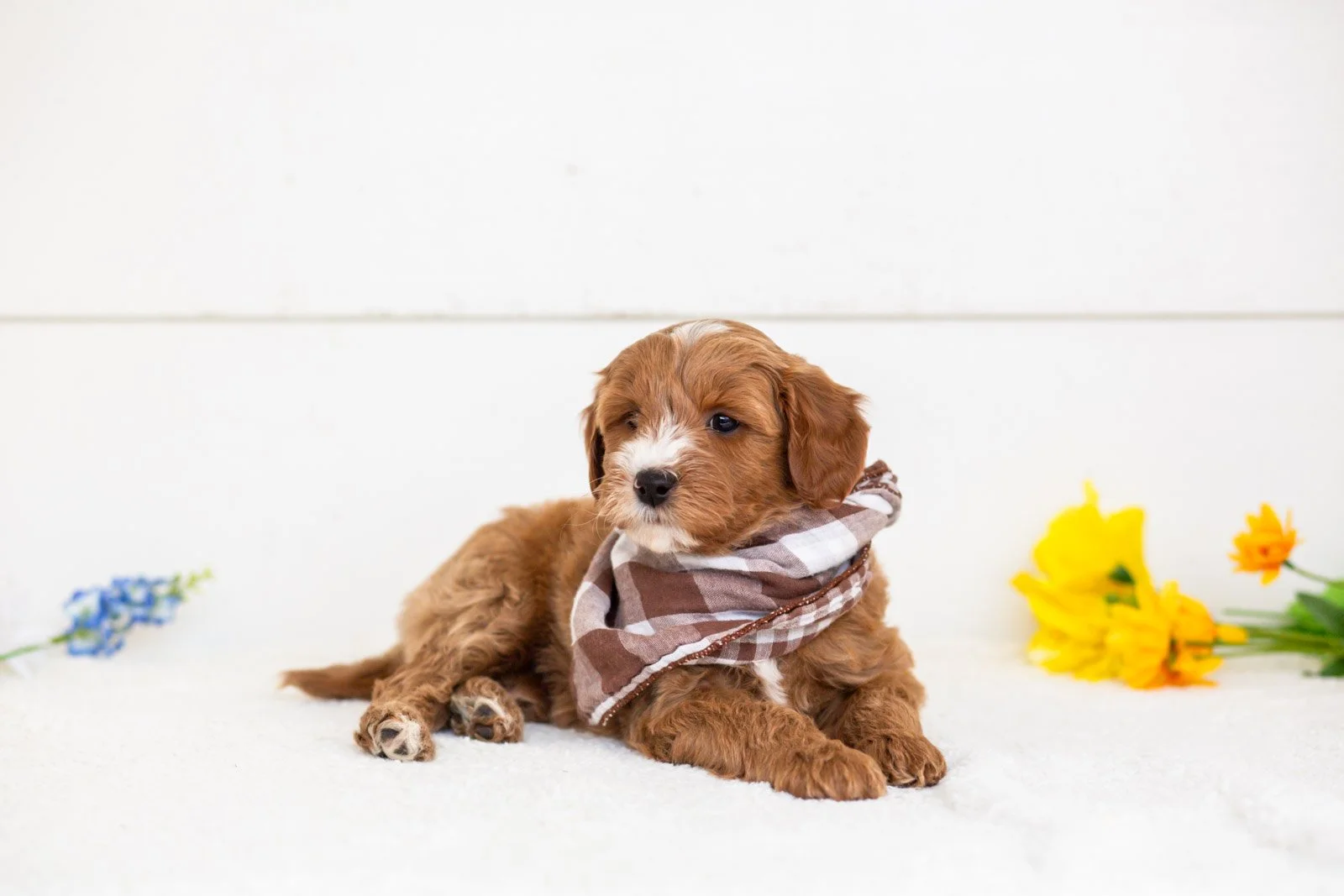 fido goldendoodle for sale.jpg