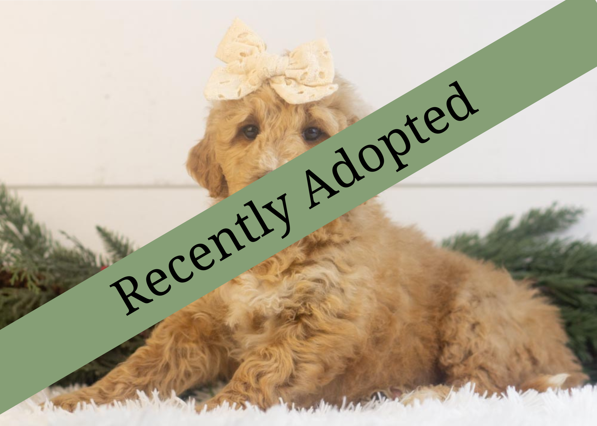 goldendoodle for sale