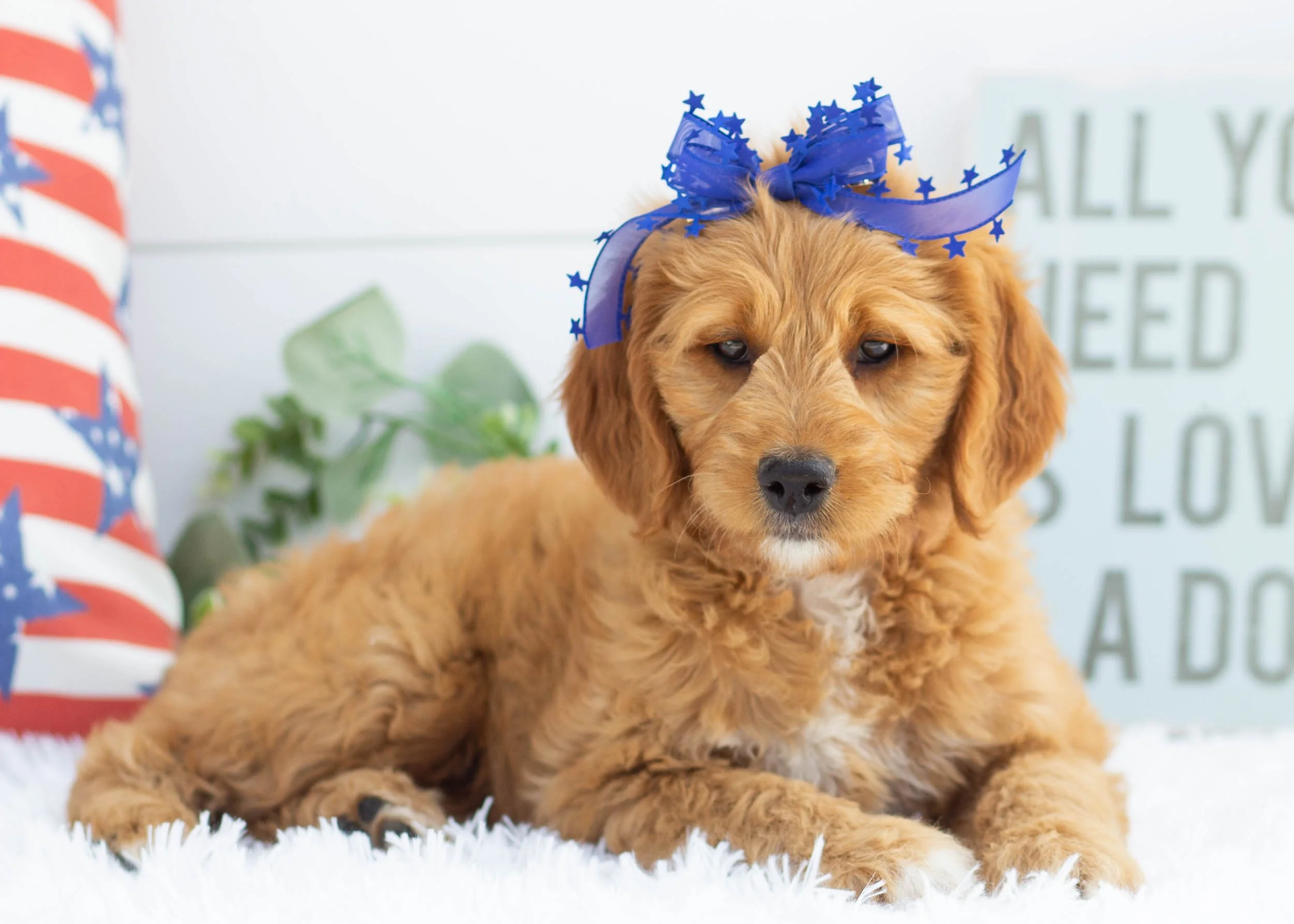 Cocoa Puffs Goldendoodle For Sale(2).jpg