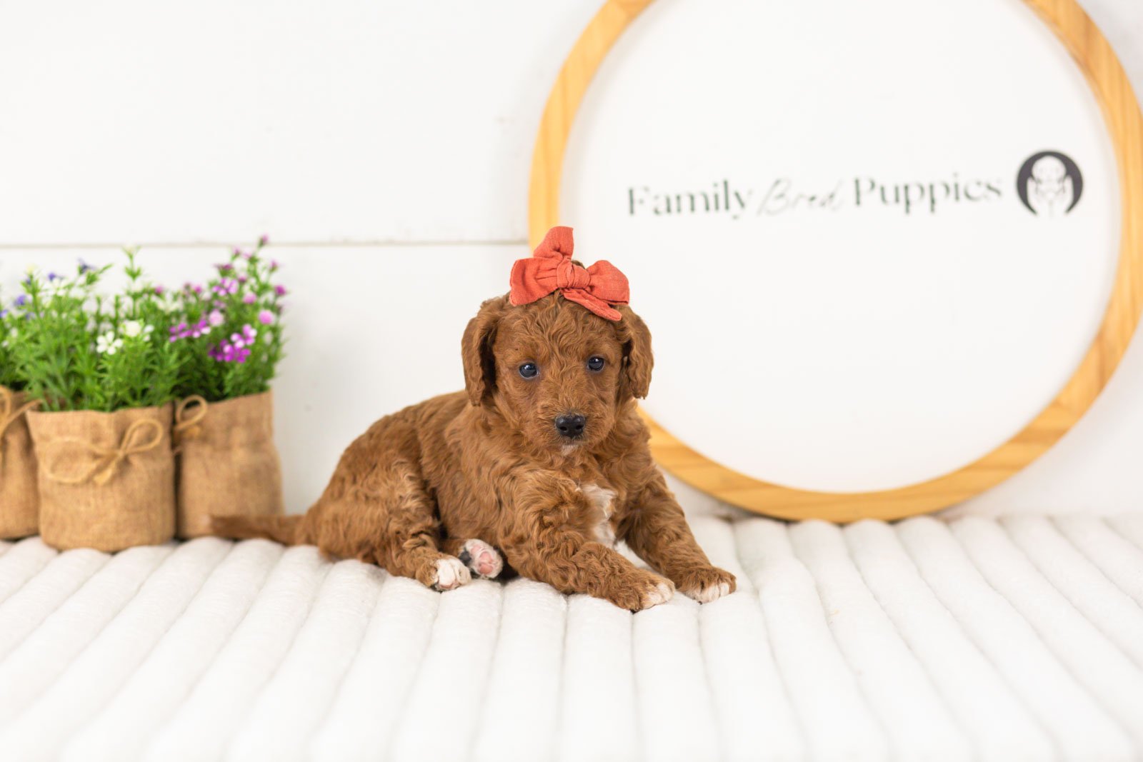 Lexy goldendoodle for sale(1).jpg