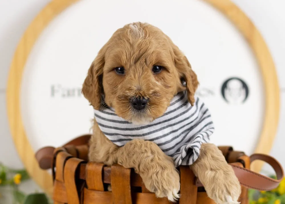 Blizzard goldendoodle for sale(1).jpg