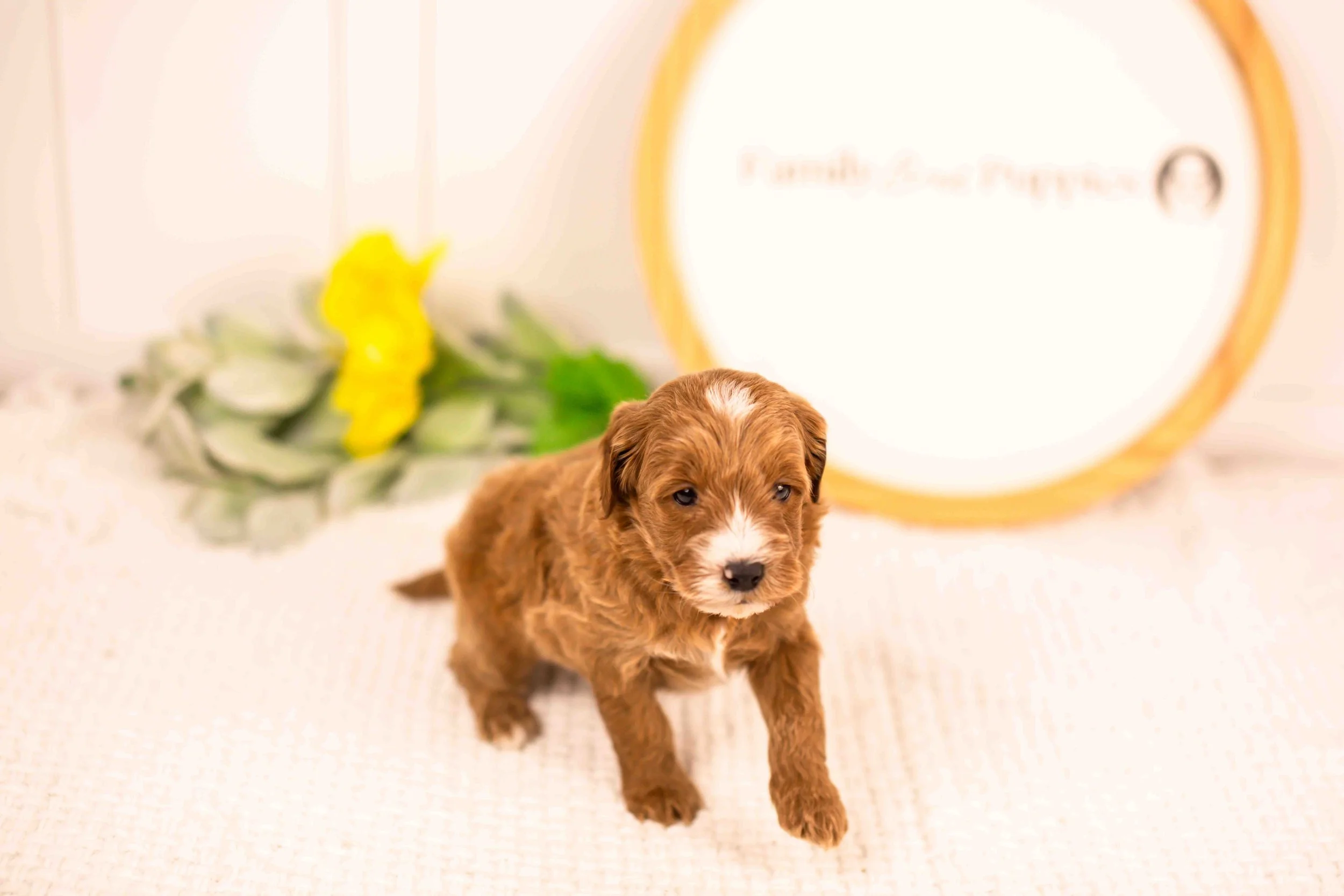 Fido goldendoodle for sale(1).jpg