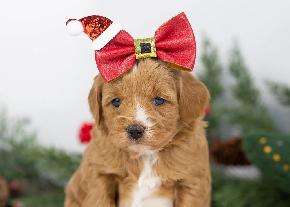 Angel goldendoodle for sale.jpg