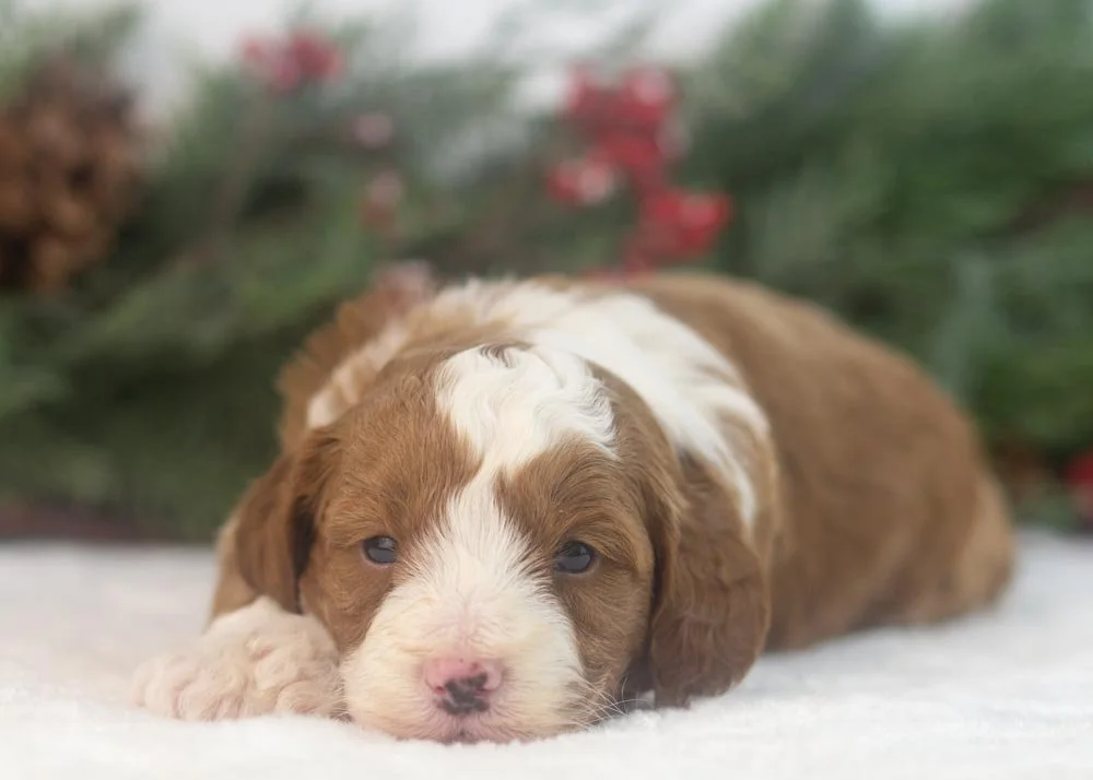 Mario goldendoodle for sale.jpg