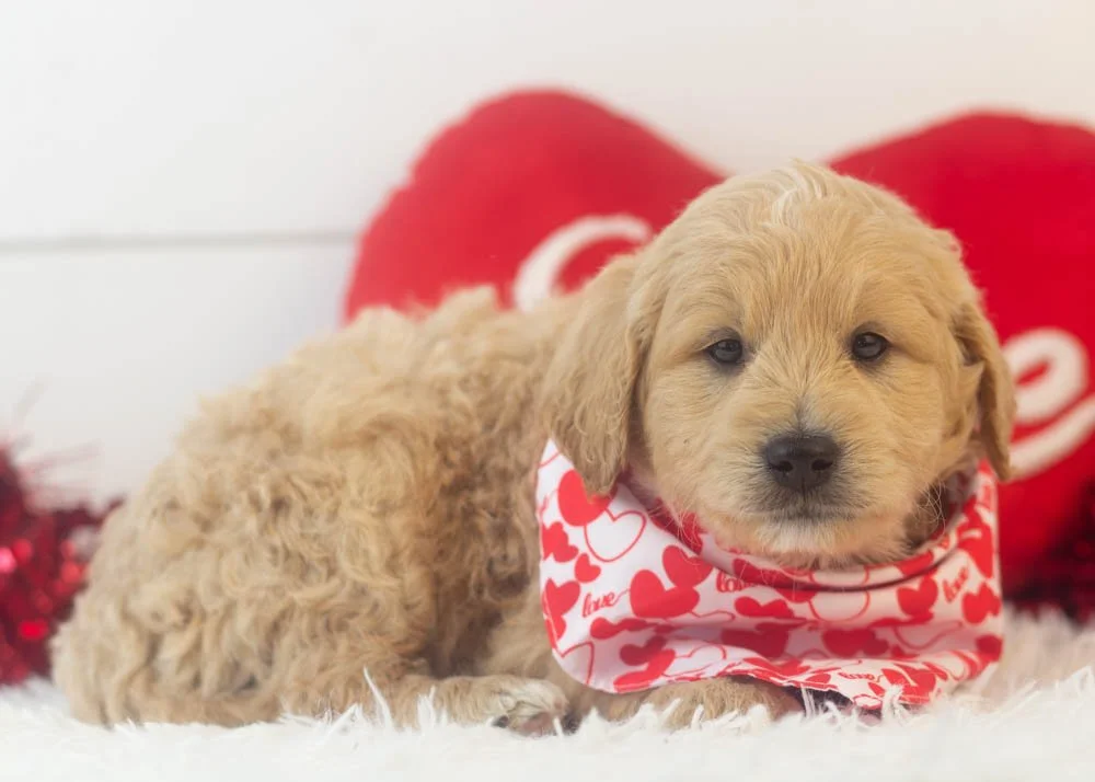 Snickers goldendoodle for sale(2).jpg