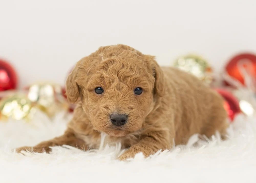 Mort goldendoodle for sale(1).jpg