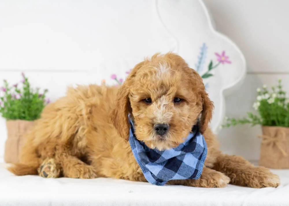 snowball goldendoodle for sale(1).jpg