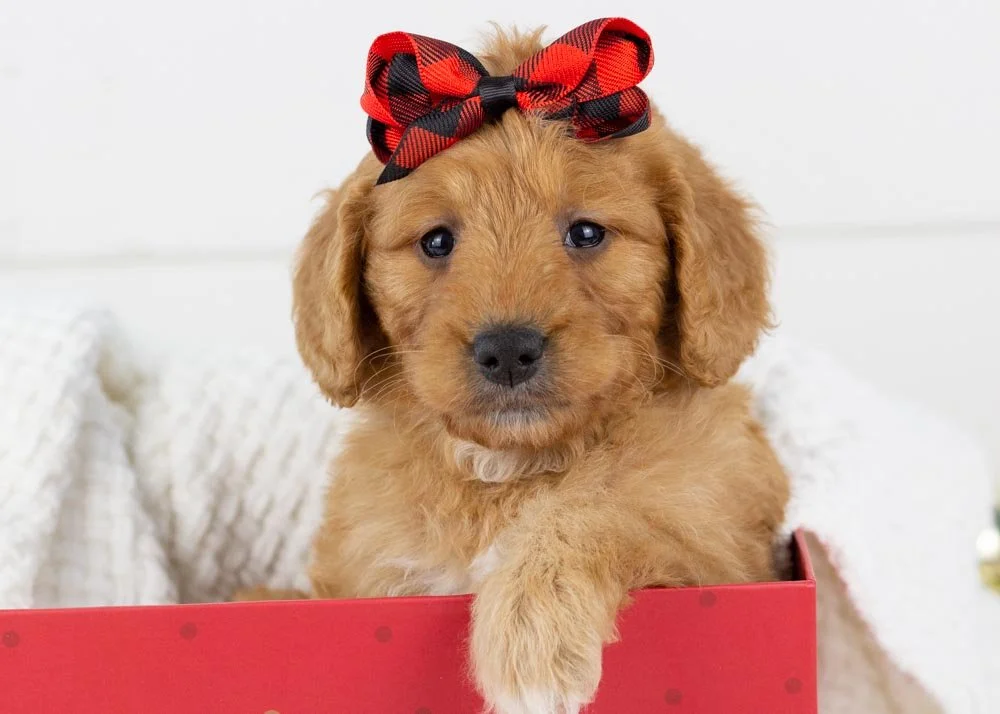 Peanut Goldendoodle for sale.jpg