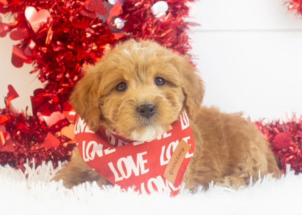 Boone goldendoodle for sale(2).jpg