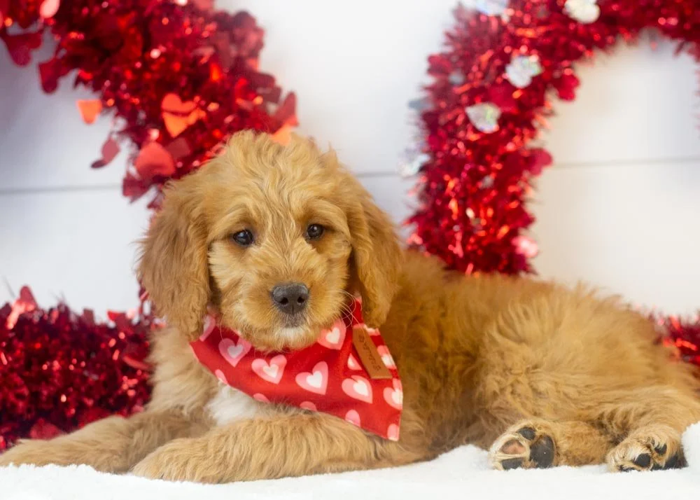 Peanut goldendoodle for sale(2).jpg