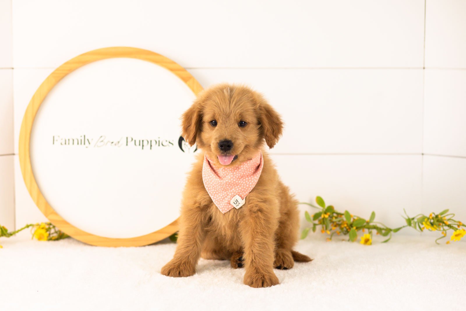 Evan goldendoodle for sale(1).jpg
