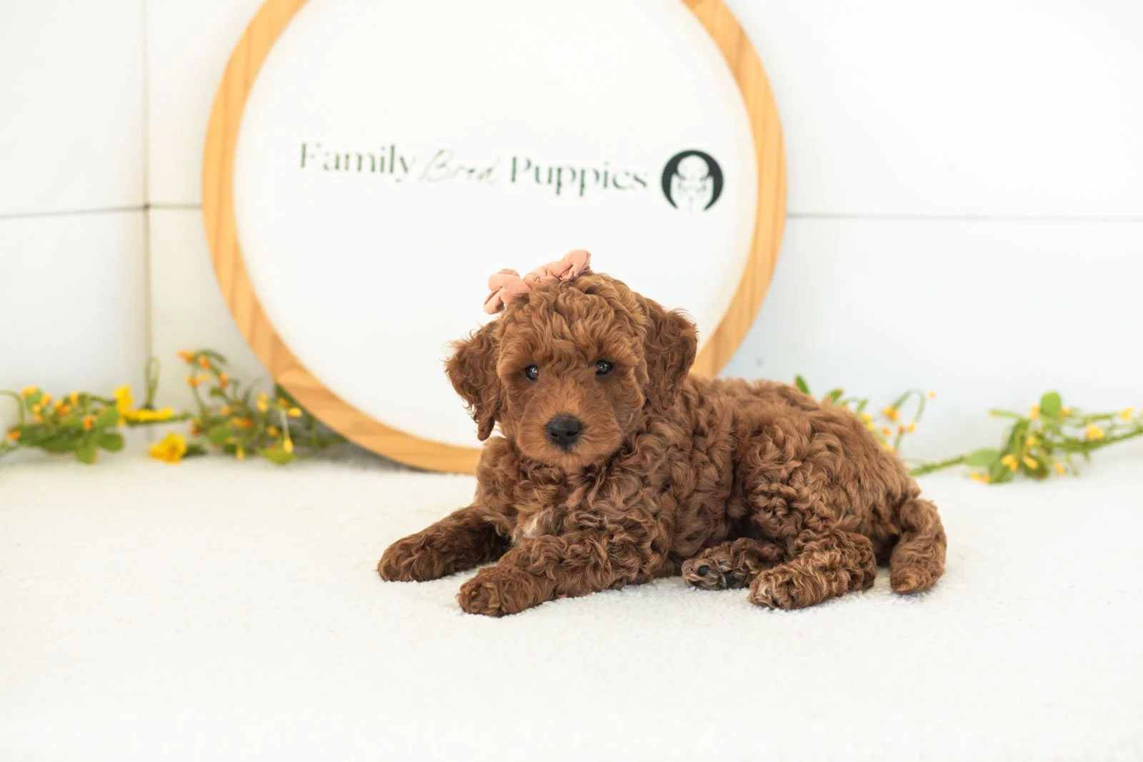 Mallory goldendoodle for sale(1).jpg