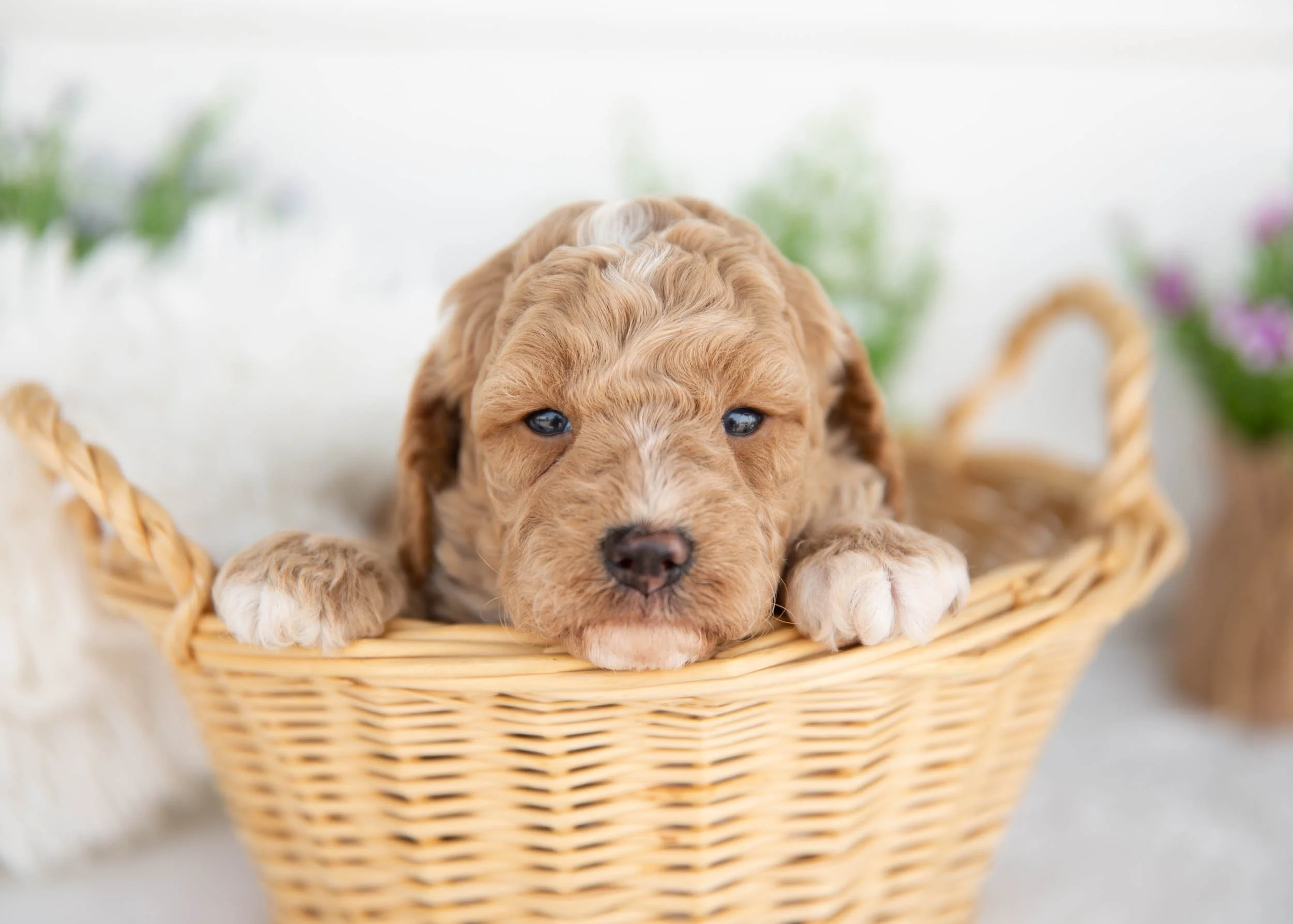 Miles goldendoodle for sale(3).jpg