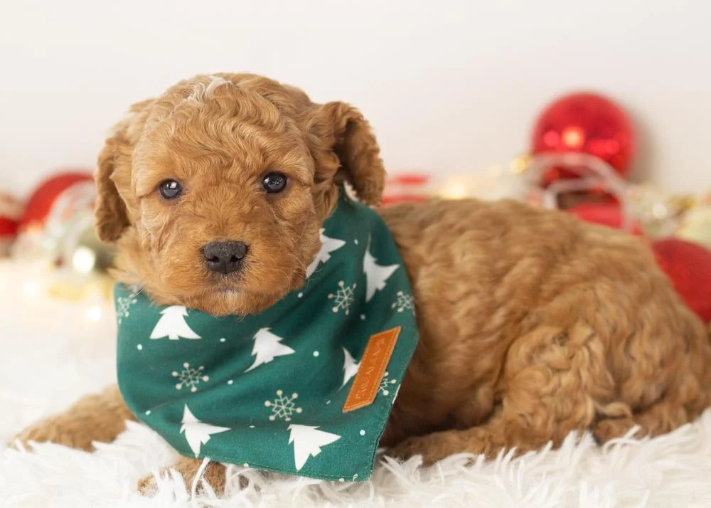 Alex goldendoodle for sale(3).jpg