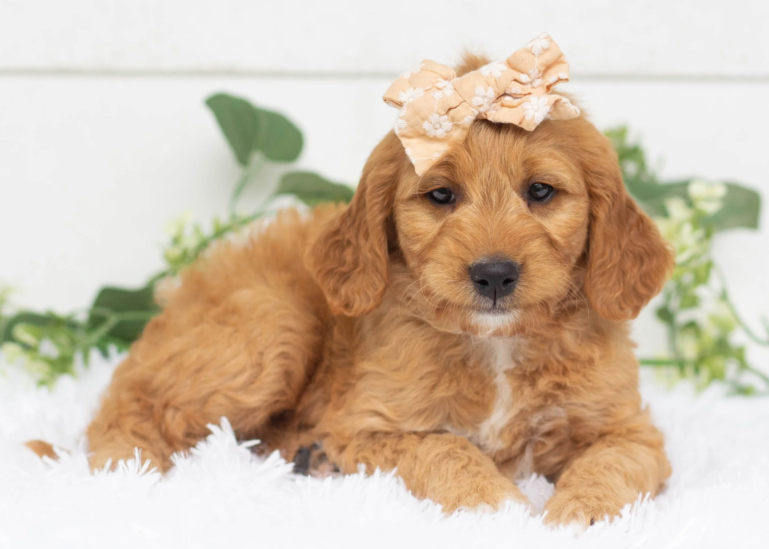 Cocoa Puffs Goldendoodle For Sale(3).jpg