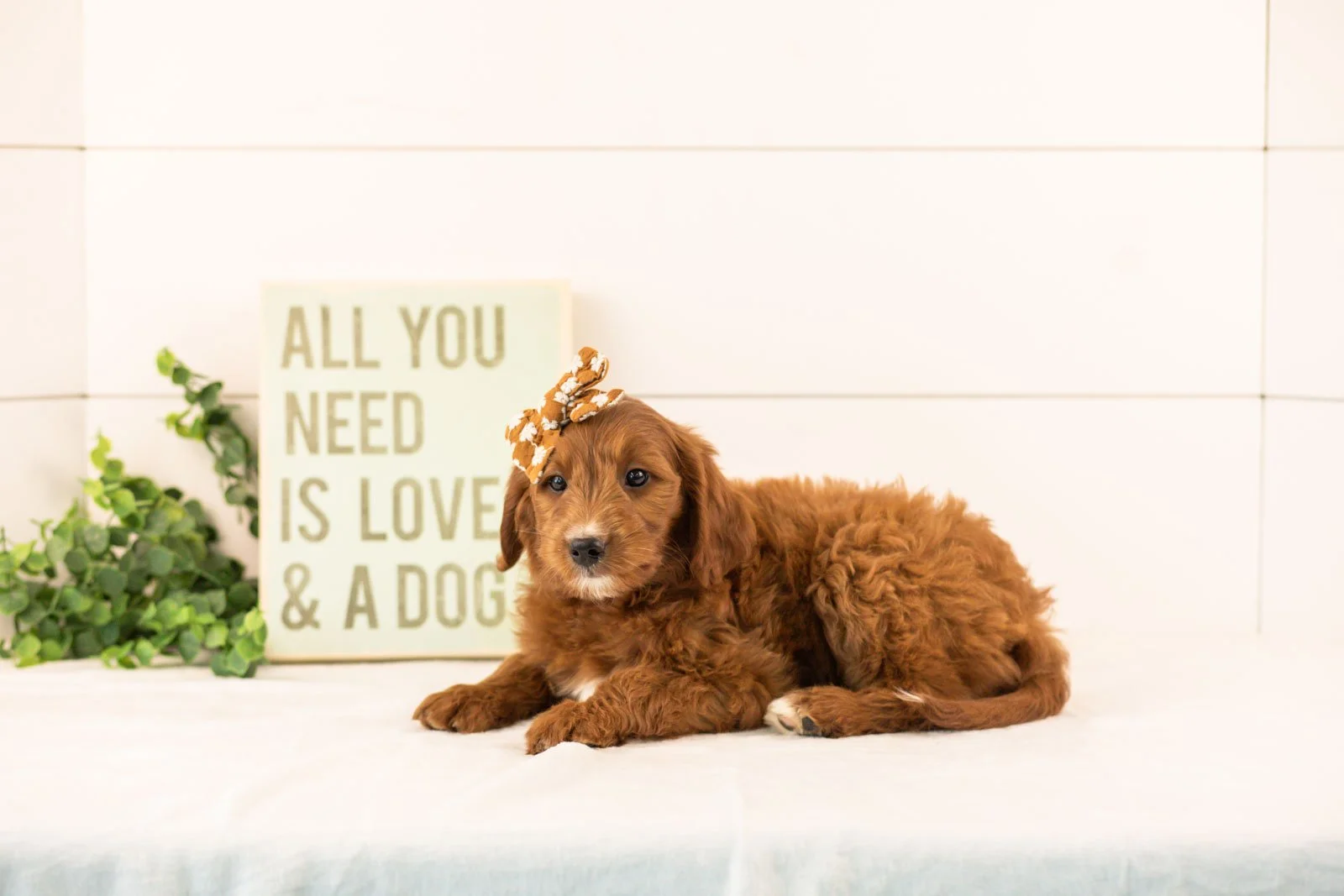 Jiggly goldendoodle for sale(1).jpg