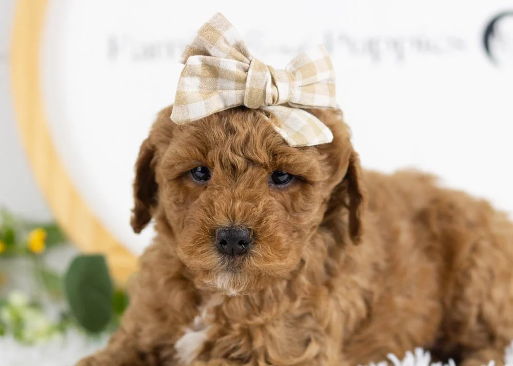 Icicle goldendoodle for sale(3).jpg