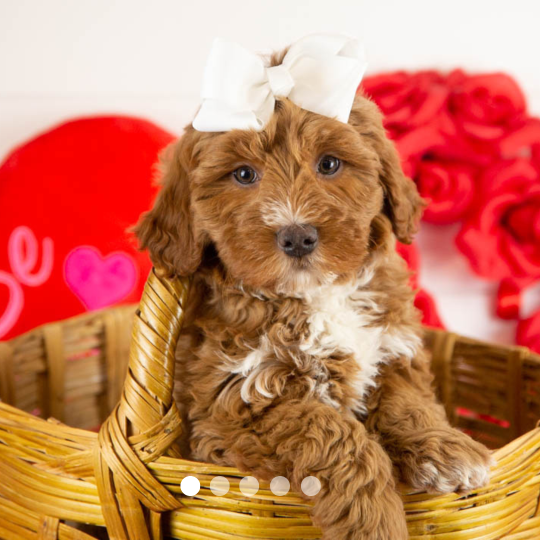 Copy of FBP Design.png