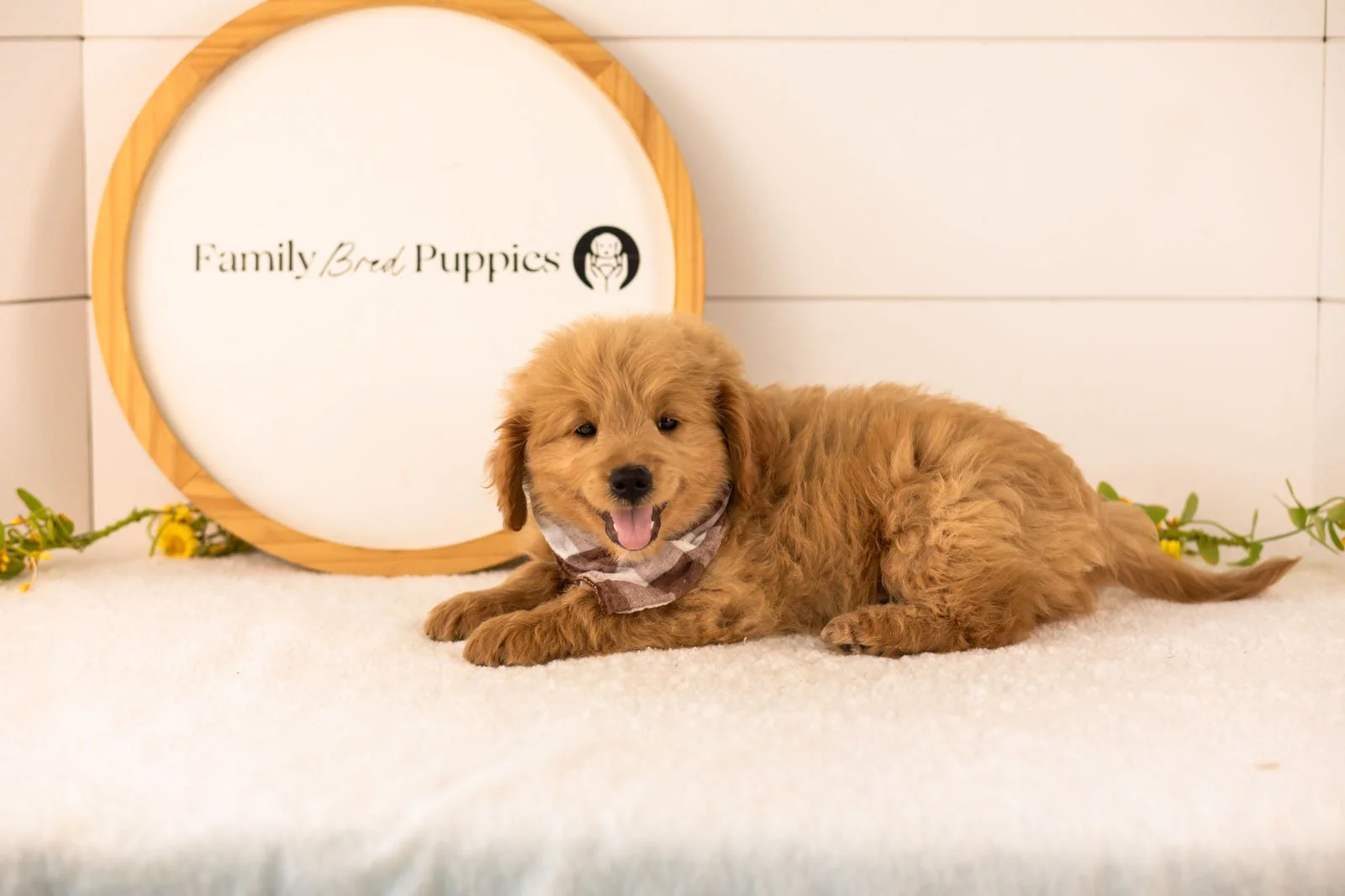Easton goldendoodle for sale(2).jpg