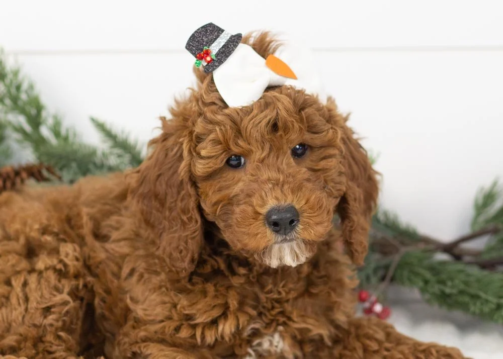 Capri goldendoodle for sale(3).jpg