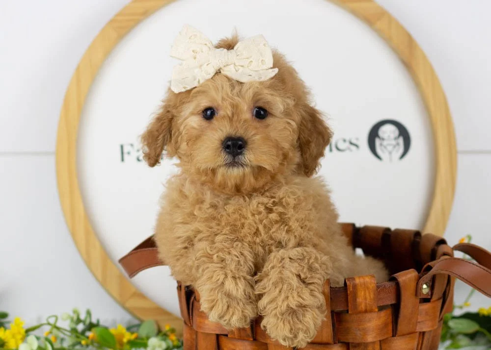Whitney goldendoodle for sale.jpg