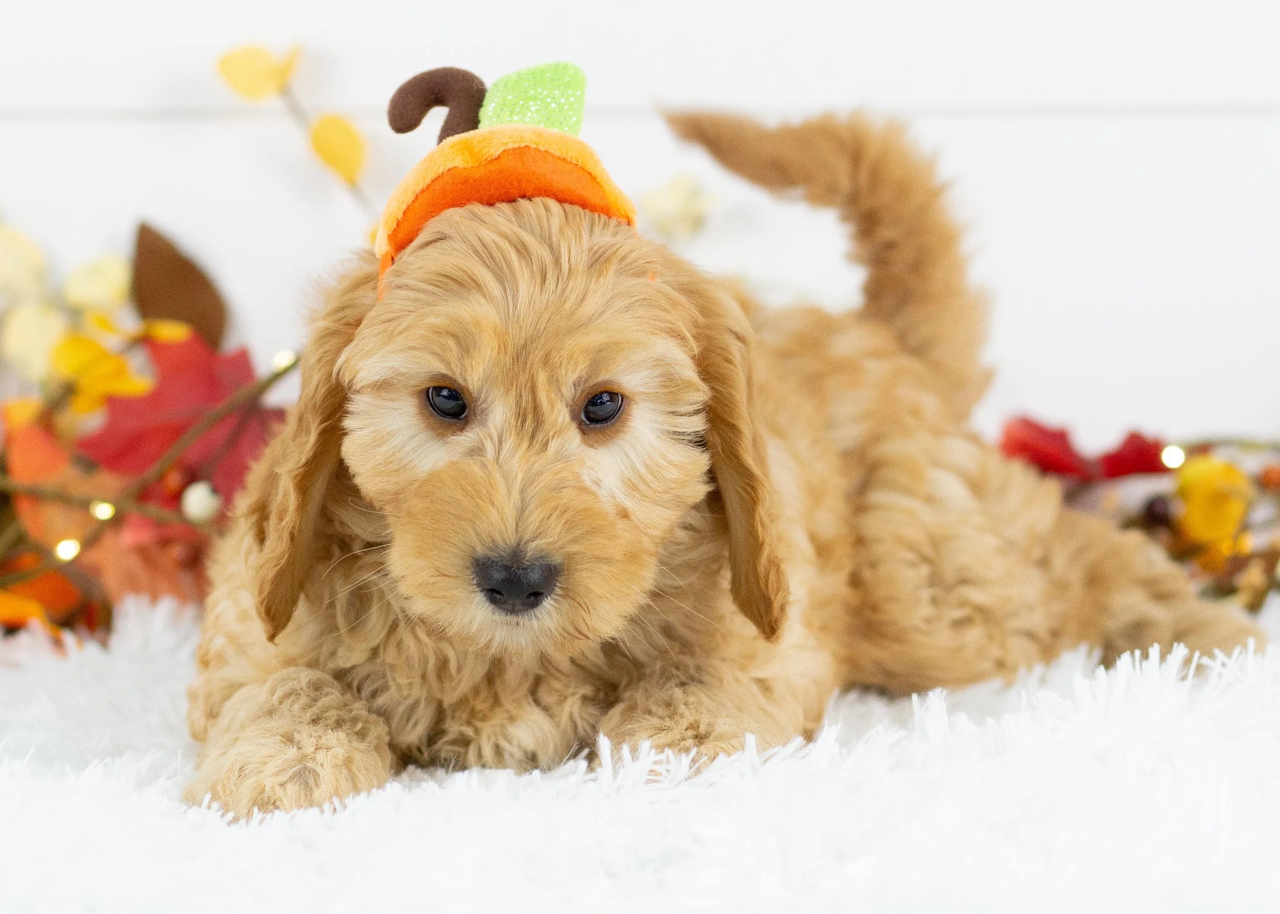 Beauty goldendoodle for sale(1).jpg