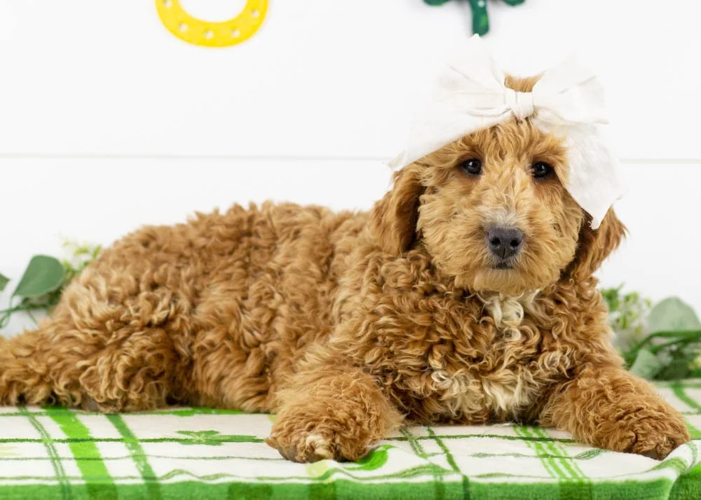 Kauffman 11-6-25 Fox 16. 8oz-2.jpg