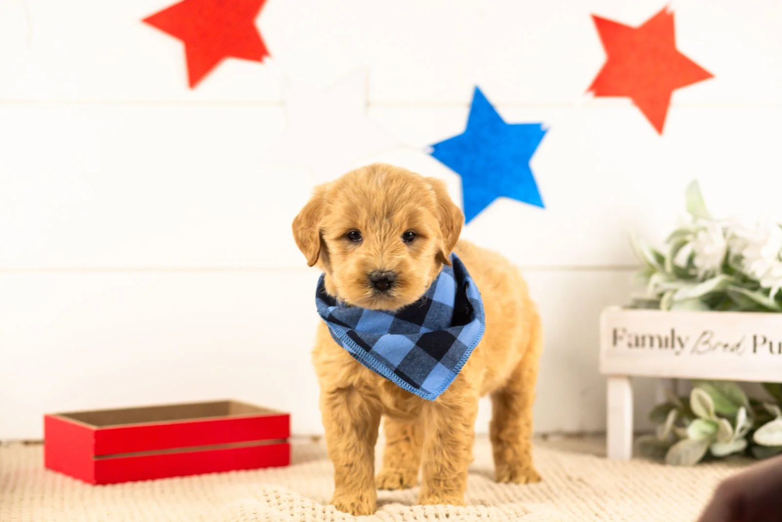 gandalf goldendoodle for sale(1).jpg