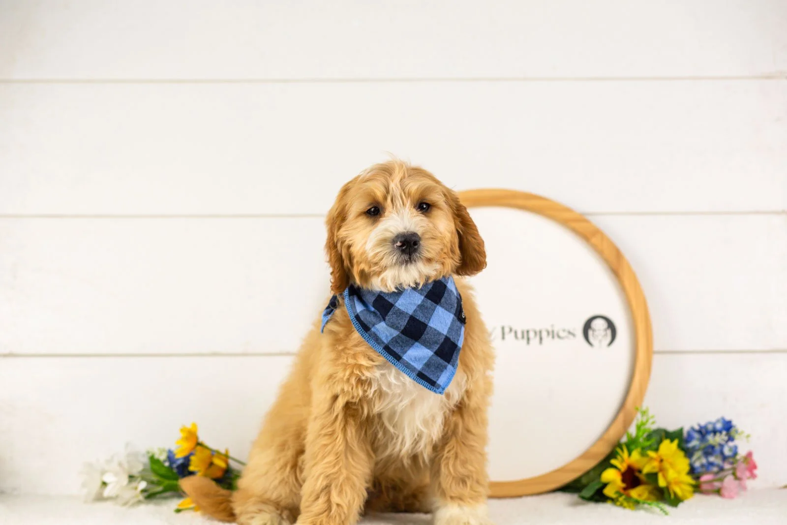 paul goldendoodle for sale(2).jpg