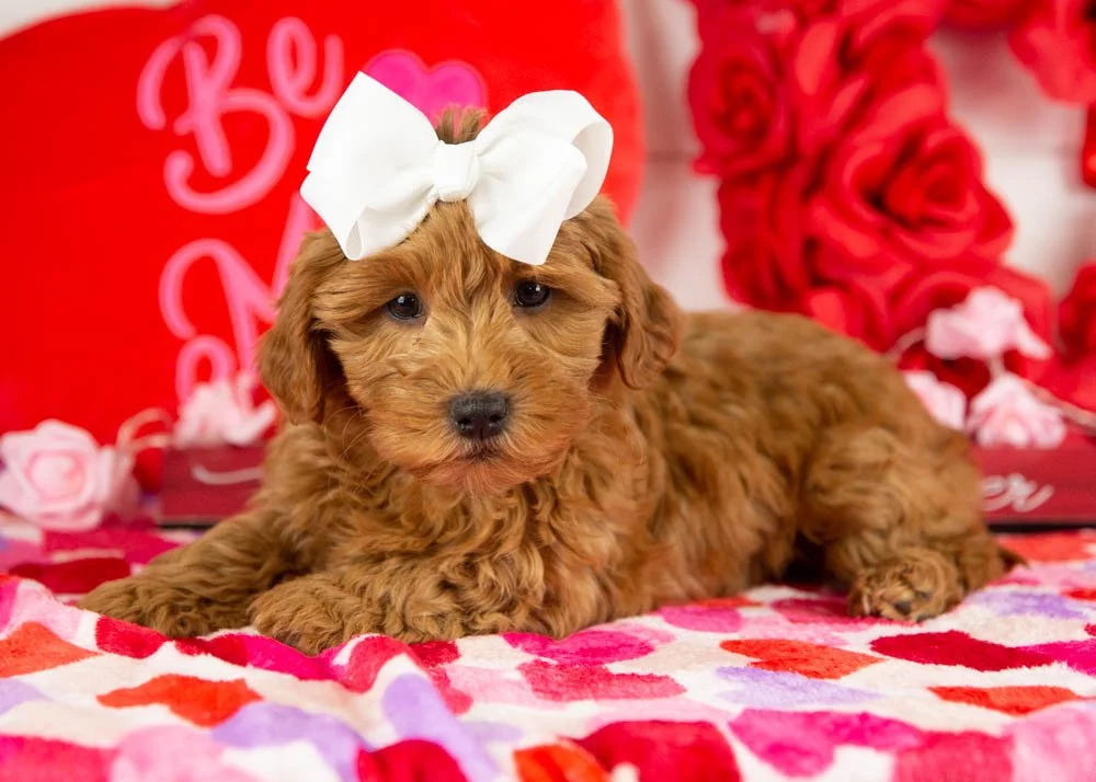 Goldendoodle for sale