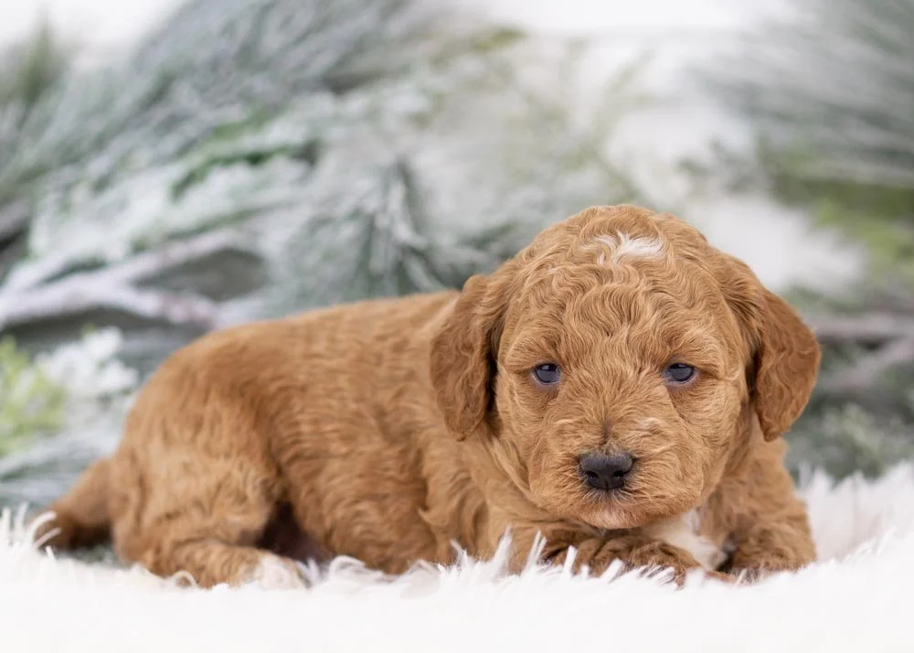 Glinda goldendoodle for sale(2).jpg