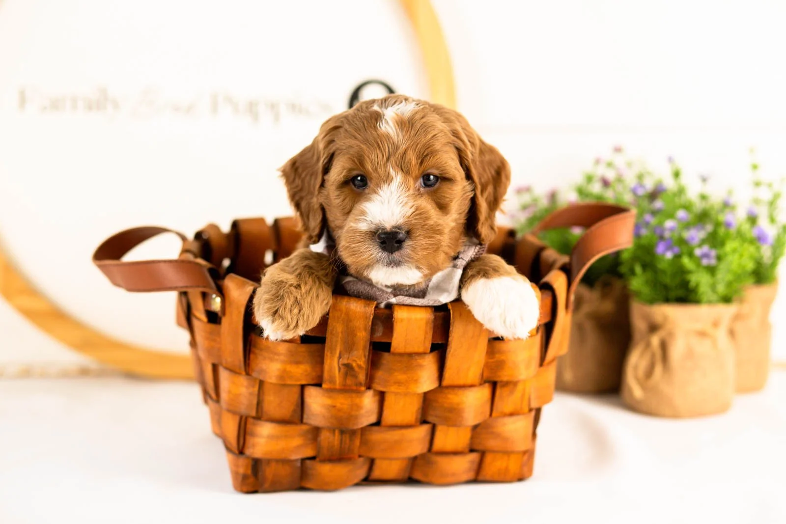 gouda goldendoodle for sale(4).jpg