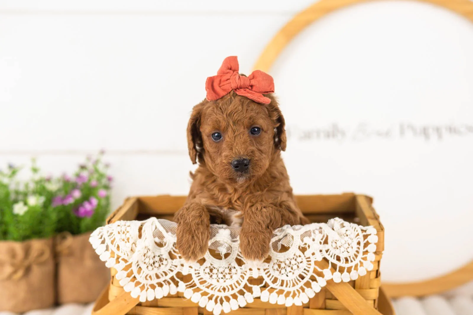 Lexy goldendoodle for sale(3).jpg