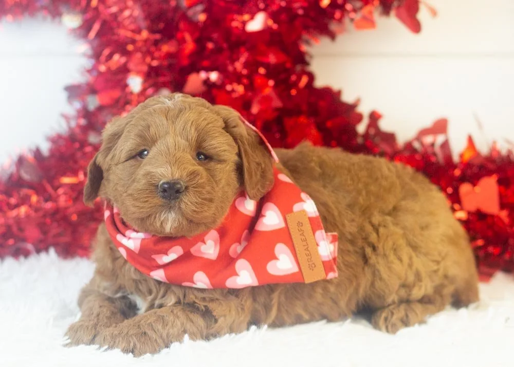 Brody goldendoodle for sale.jpg