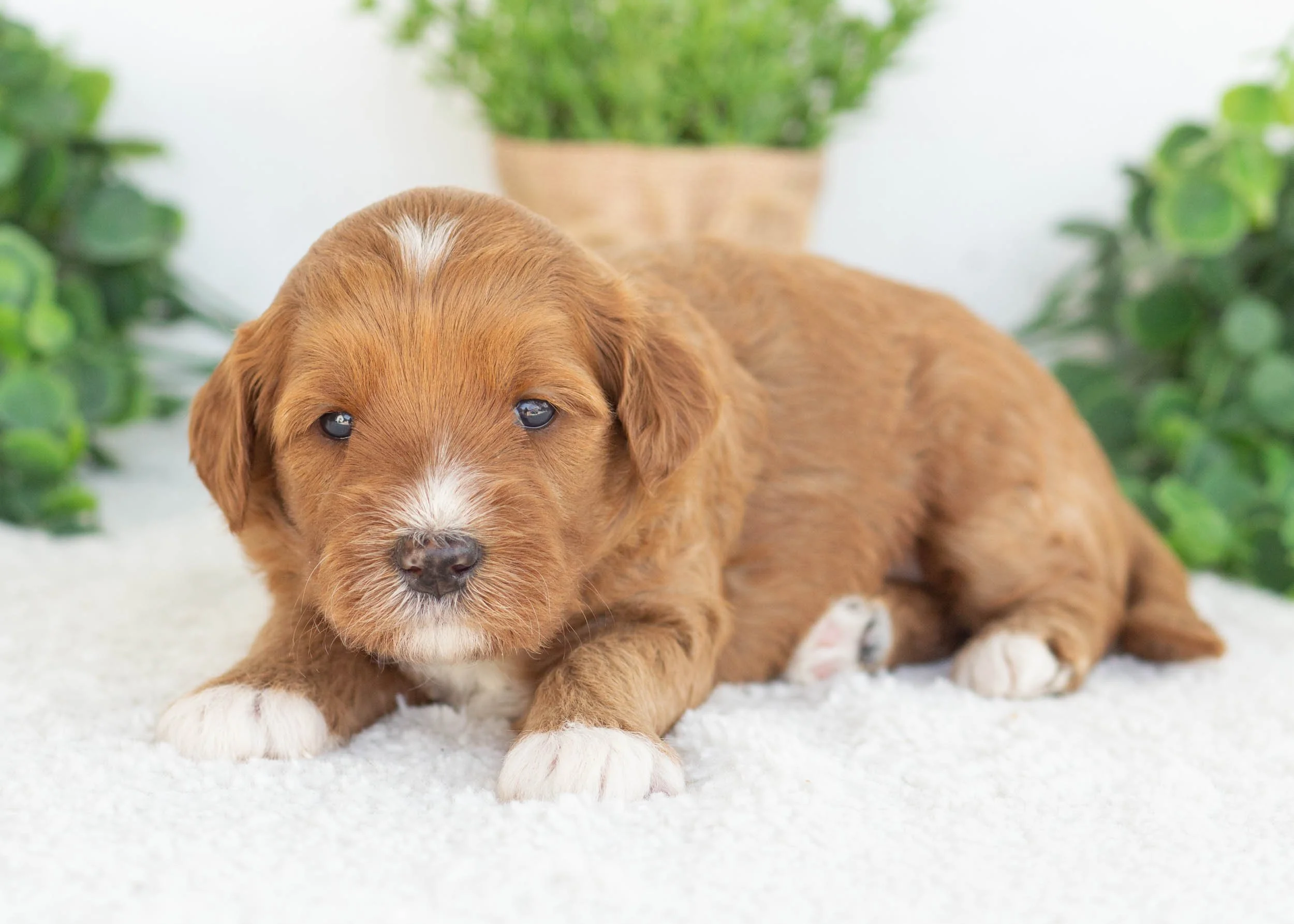 ClementineGoldendoodle for sale.jpg