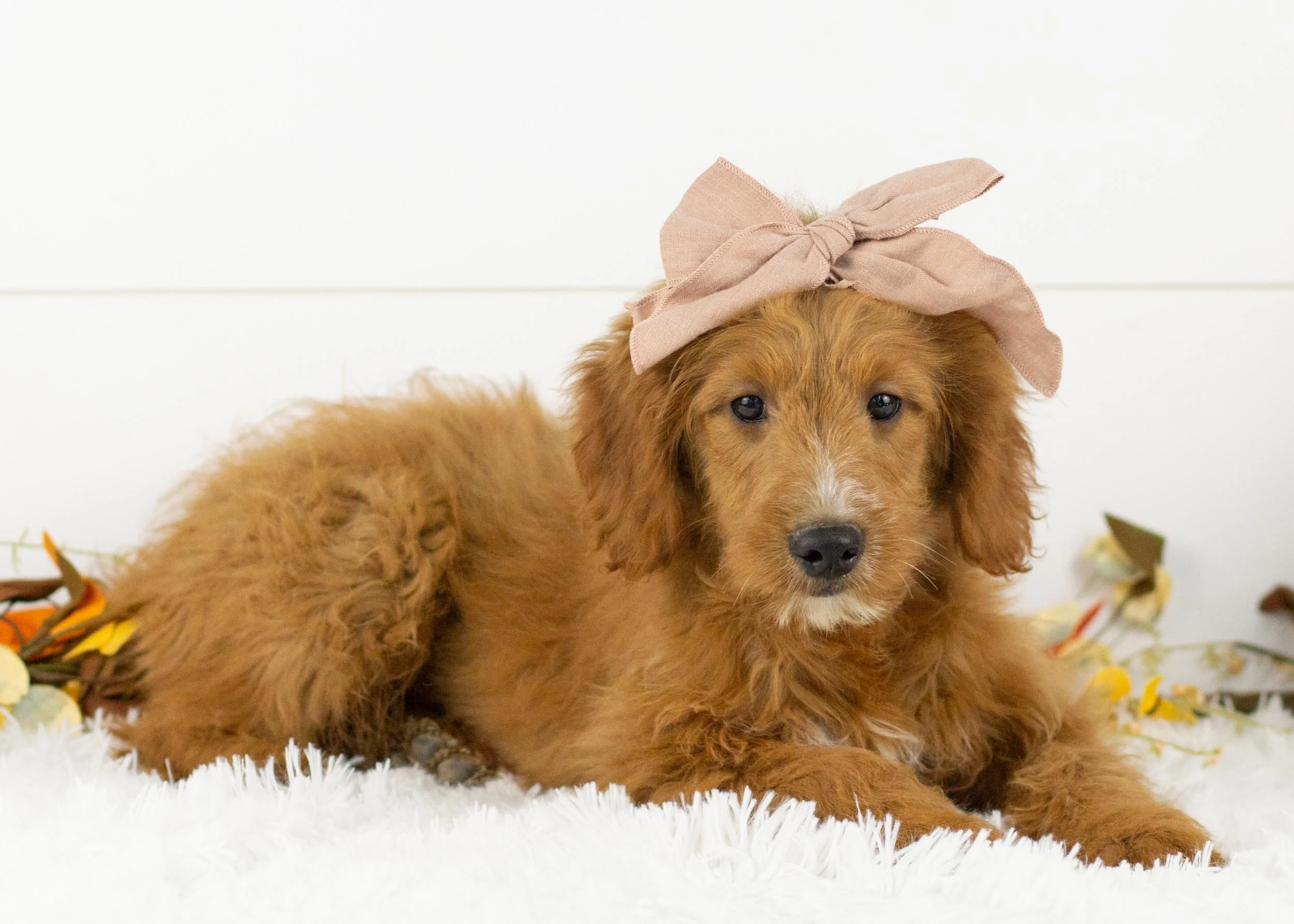 Faith goldendoodle for sale(1).jpg