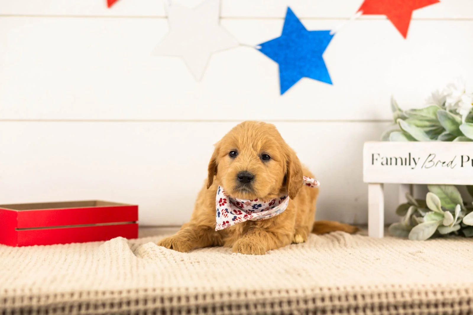 aragron goldendoodle for sale(3).jpg