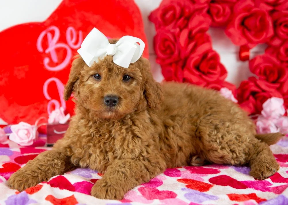ava goldendoodle for sale(2).jpg