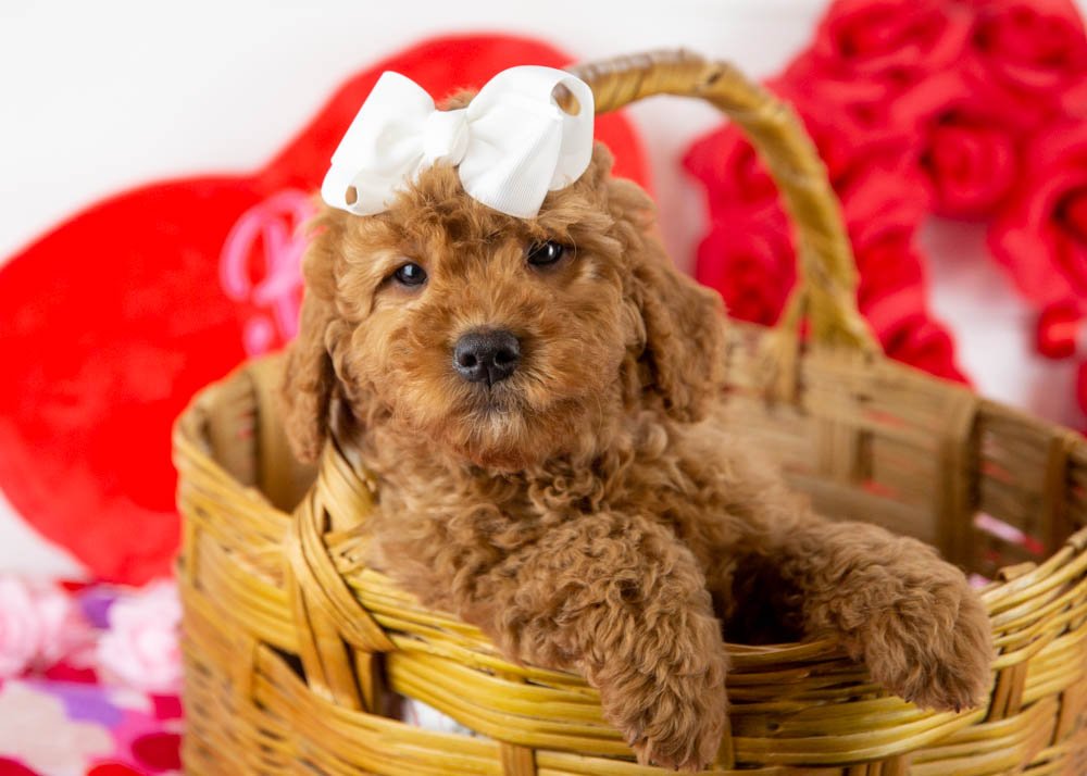 ava goldendoodle for sale(1).jpg