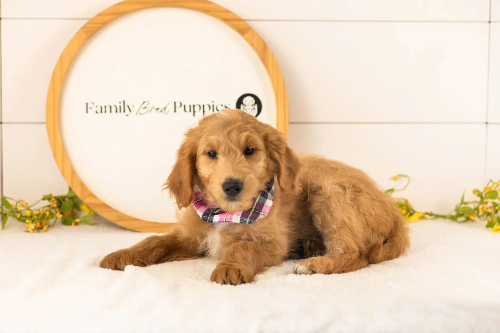 Putzie goldendoodle for sale(1).jpg