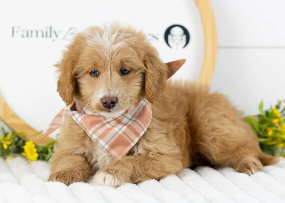 Rhett goldendoodle for sale(1).jpg