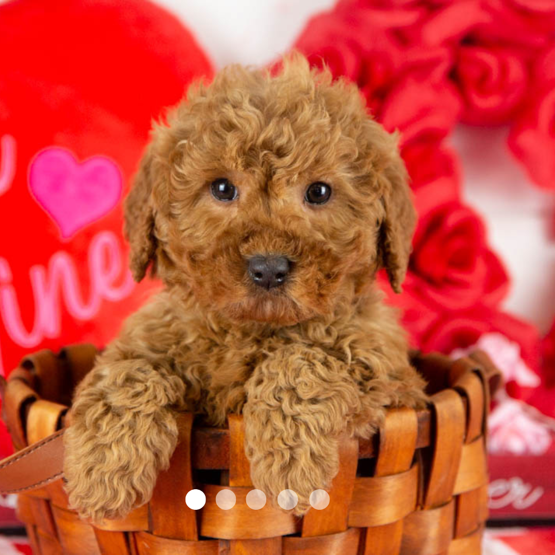 Copy of FBP Design.png